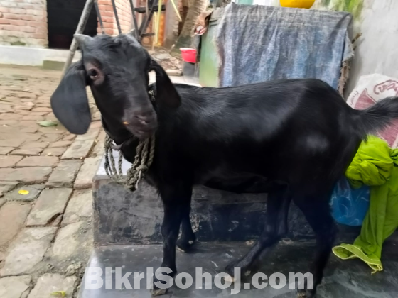 দেশি পাঠি ছাগল